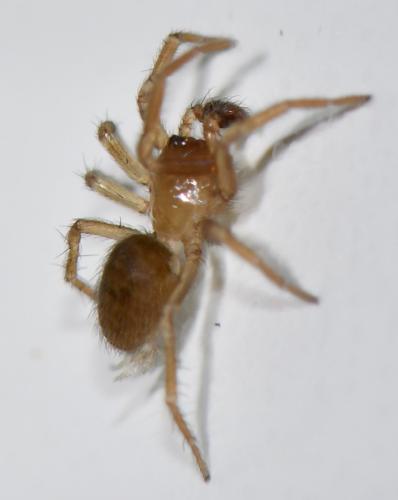 Cicurina cicur